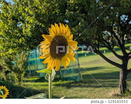 夏の公園に咲くヒマワリの黄色い舌状花と黒い筒状花を持つ花の様子 夏の公園に咲くヒマワリの黄色い舌状花と黒い筒状花を持つ花の様子 129181033