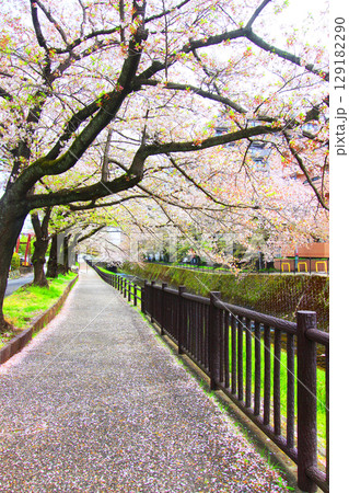 乞田川の桜 乞田川の桜 129182290