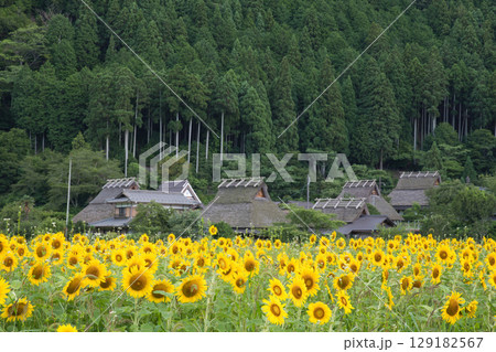山の京都　美山かやぶきの里とひまわり畑14 129182567