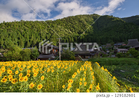 山の京都　美山かやぶきの里とひまわり畑22 129182601