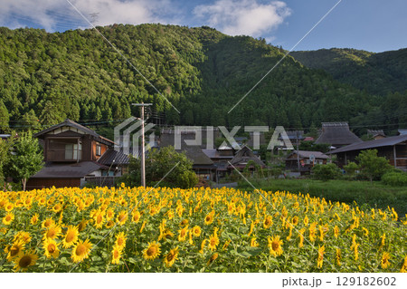 山の京都　美山かやぶきの里とひまわり畑23 129182602