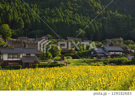 山の京都 美山かやぶきの里とひまわり畑37 山の京都 美山かやぶきの里とひまわり畑37 129182683