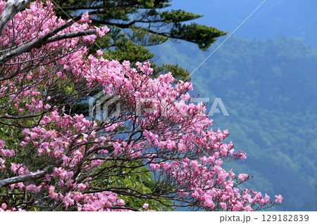 アケボノツツジを西黒森登山道から眺める　（四国） 129182839