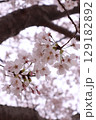 春の桜の花のある風景 129182892