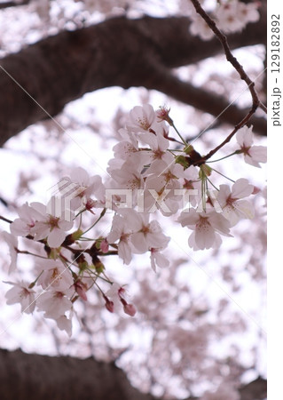 春の桜の花のある風景 春の桜の花のある風景 129182892