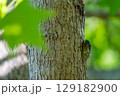 暑い夏の日のクマゼミ 129182900