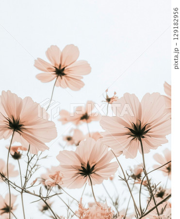 Pastel-colored cosmos flowers overlapping softly, ideal for poster, print, floral background 129182956