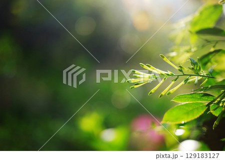Blooming fresh white Crepe jasmine flower buds branch in natural sunlight of bright day in garden. Copy space 129183127