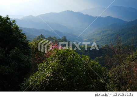 Blooming pink wild Himalayan Cherry flowers plant in tropical forest on the valley mountain view in natural sunlight, Chiang Mai Province of Thailand 129183138