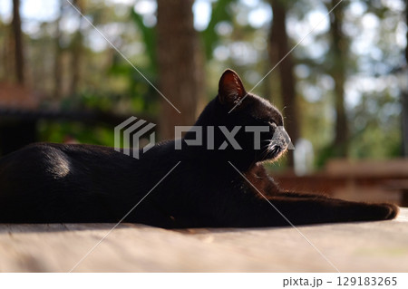 Adorable a tabby black cat sitting on wooden terrace in natural sunlight in countryside of Asian. Copy space Adorable a tabby black cat sitting on wooden terrace in natural sunlight in countryside of Asian. Copy space 129183265