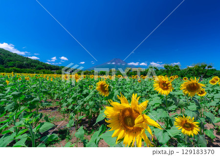 【富士山素材】山中湖花の都公園から見る夏の富士山とひまわりの花【山梨県】 129183370