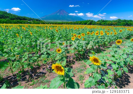 【富士山素材】山中湖花の都公園から見る夏の富士山とひまわりの花【山梨県】 129183371