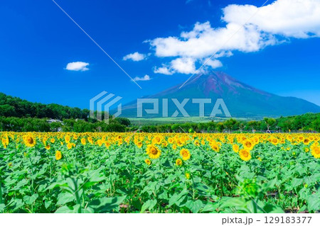 【富士山素材】山中湖花の都公園から見る夏の富士山とひまわりの花【山梨県】 129183377