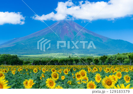 【富士山素材】山中湖花の都公園から見る夏の富士山とひまわりの花【山梨県】 129183379