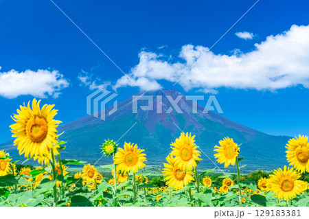 【富士山素材】山中湖花の都公園から見る夏の富士山とひまわりの花【山梨県】 129183381