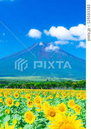 【富士山素材】山中湖花の都公園から見る夏の富士山とひまわりの花【山梨県】 【富士山素材】山中湖花の都公園から見る夏の富士山とひまわりの花【山梨県】 129183383