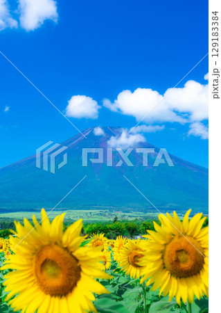 【富士山素材】山中湖花の都公園から見る夏の富士山とひまわりの花【山梨県】 129183384