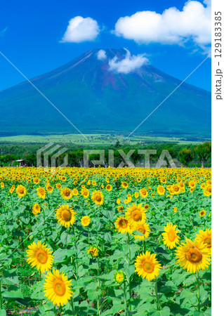 【富士山素材】山中湖花の都公園から見る夏の富士山とひまわりの花【山梨県】 【富士山素材】山中湖花の都公園から見る夏の富士山とひまわりの花【山梨県】 129183385