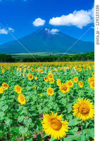 【富士山素材】山中湖花の都公園から見る夏の富士山とひまわりの花【山梨県】 【富士山素材】山中湖花の都公園から見る夏の富士山とひまわりの花【山梨県】 129183386
