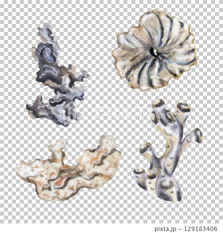 Coral reef set in monochrome watercolor 129183406
