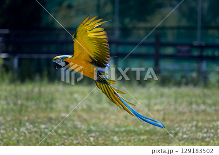 低空飛行インコ 129183502