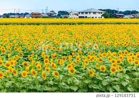 一面に広がるひまわり畑 129183731