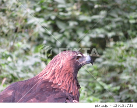 イヌワシ 129183732