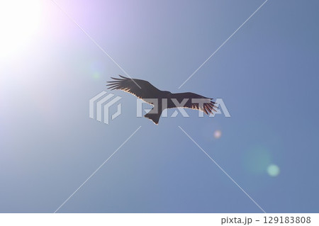 太陽の中から舞い降りてくるようなトンビ 129183808