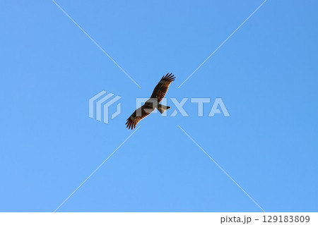 アニメのテーマ曲にも出てくる鳴き声 129183809