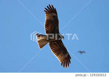 光に包まれて優雅に舞うトビ 129183812