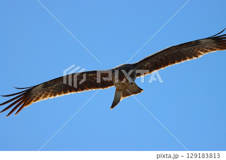 羽をいっぱいに広げて獲物を探す鋭い視線 129183813