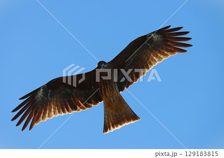 ピーヒョロロ秋空高く鳶や飛ぶ ピーヒョロロ秋空高く鳶や飛ぶ 129183815