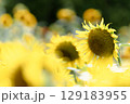 夏！！ひまわり 129183955