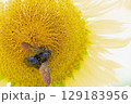 夏！！ひまわりと蜂③ 129183956