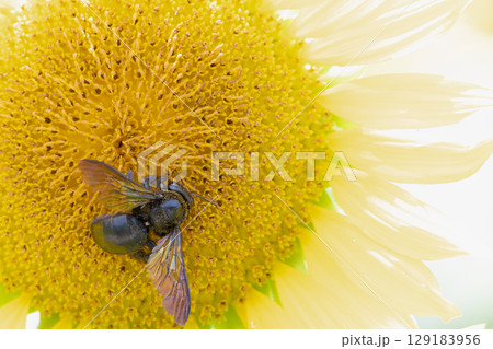 夏！！ひまわりと蜂③ 129183956