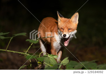 Portrait of a young red fox yawning in a dark forest at night 129184092