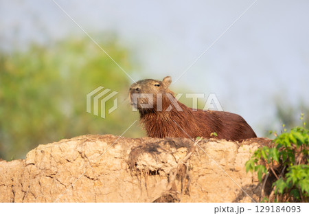 Close-up of a Capybara standing on a river bank 129184093