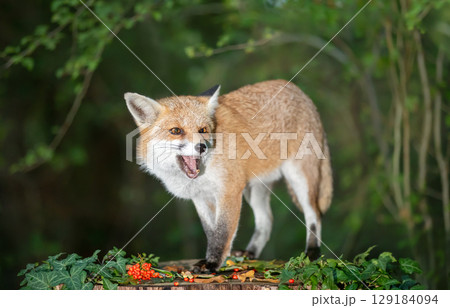 Portrait of a cute red fox eating red berries on a tree stump in a dark forest 129184094