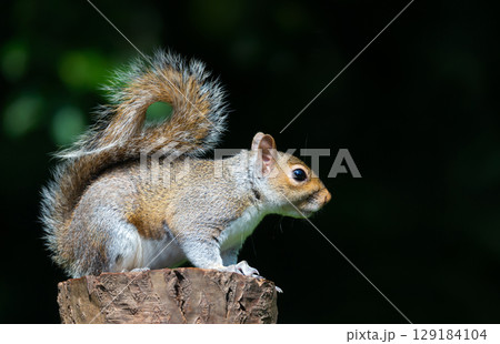 Grey squirrel standing on a tree stump Grey squirrel standing on a tree stump 129184104