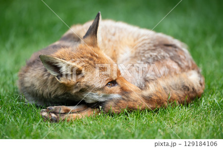 Portrait of a red fox lying curled up with its eyes open and tail wrapped around its face Portrait of a red fox lying curled up with its eyes open and tail wrapped around its face 129184106