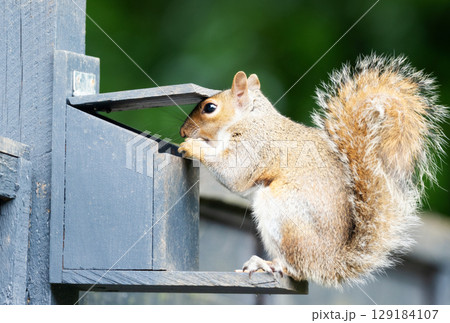 Portrait of a grey squirrel eating nuts and seeds on a squirrel feeder Portrait of a grey squirrel eating nuts and seeds on a squirrel feeder 129184107