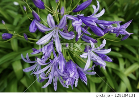 紫のアガパンサス(アフリカンリリー)の花 背景は葉 紫のアガパンサス(アフリカンリリー)の花 背景は葉 129184131