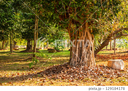 Green bodhi tree leaves with sunlight at temple thailand / Tree of buddhism. 129184178