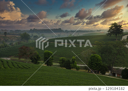 The scenery of tea plantation in freshness morning with a beautiful twilight sky in Chiang Rai, Thailand. 129184182