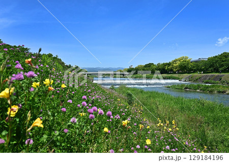 5月晴れ 野草の花咲く京都市鴨川の風景 5月晴れ 野草の花咲く京都市鴨川の風景 129184196