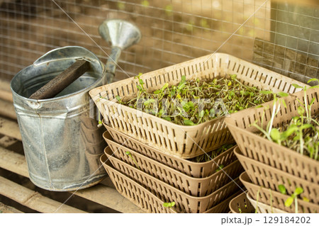 Watering can  with bean sprouts. 129184202