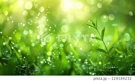 朝露に輝く若葉と緑の背景 129184232