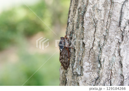 木に止まるアブラゼミ 129184266