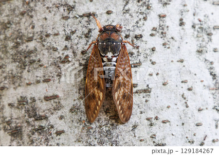 木に止まるアブラゼミ 129184267