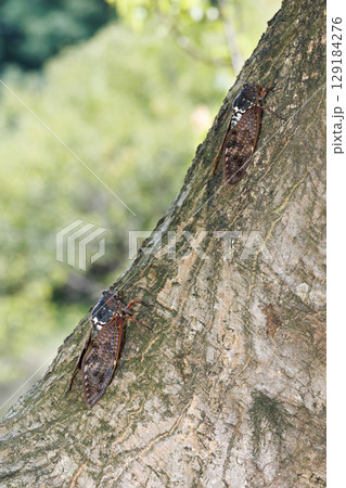 木に止まるアブラゼミ 木に止まるアブラゼミ 129184276